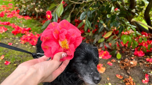 Photo de galerie - Garde de l’adorable Yuki!