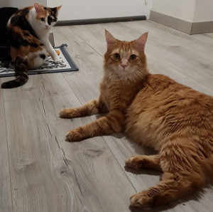 Photo de galerie - Oupsy et Plume, mes chats
