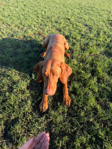 Photo de galerie - Promenade quotidienne et garde de chiens et chats 