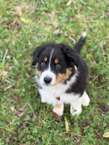 Photo de galerie - Athéna, Berger australien chiot