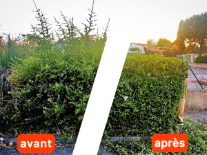 Photo de galerie - Haie taillée
