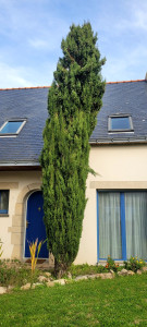 Photo de galerie - Taille cupressus avant 