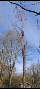 Photo de galerie - Elagage et coupe d'arbres