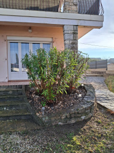 Photo de galerie - Taille de lauriers rose