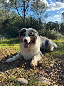 Photo de galerie - Balade régulière avec Pulko ??
