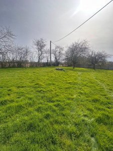 Photo de galerie - Tonte de pelouse - Débroussaillage