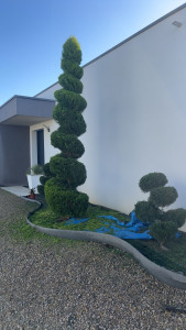 Photo de galerie - Taille en spirale formation et entretien annuel 