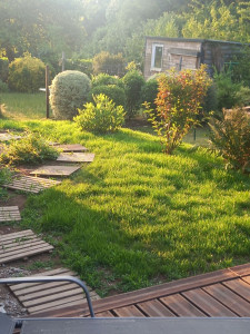 Photo de galerie - Jeune gazon 

