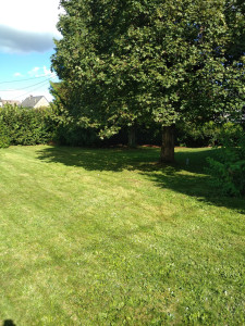 Photo de galerie - Tonte de pelouse
