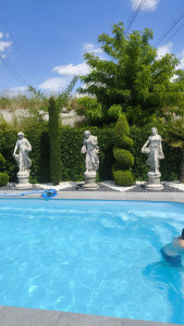 Photo de galerie - Taille arbuste 