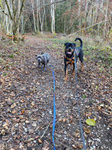 Photo de galerie - Garde à la maison d’un staffie