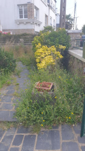 Photo de galerie - Tonte de pelouse - Débroussaillage