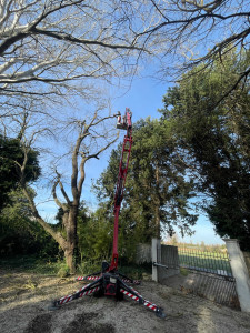 Photo de galerie - Élagage 