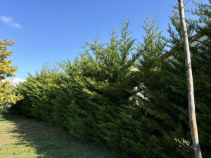 Photo de galerie - Taille de haies et d'arbustes