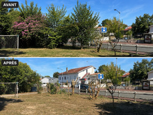 Photo de galerie - Élagage arbres 