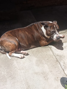 Photo de galerie - J'ai hébergé Weiss pendant 4 semaines en juillet. 4 semaines avec sorties, soins et plein de souvenirs. 