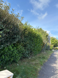 Photo de galerie - Taille de haie 