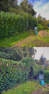 Photo de galerie - Taille de haies