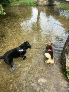 Photo de galerie - Garde chien