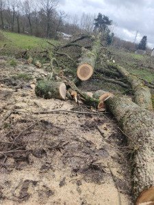Photo de galerie - Abattage d’un arbre 