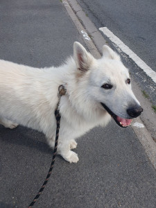 Photo de galerie - Garde berger suisse