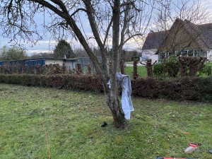 Photo de galerie - Taille de Haies - Elagage d'arbres