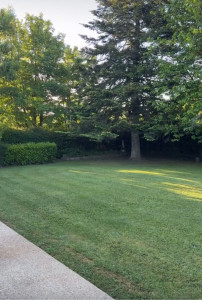 Photo de galerie - Tonte de pelouse - Débroussaillage