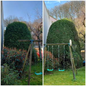 Photo de galerie - Taille d’arbuste 