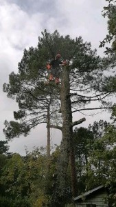 Photo de galerie - Elagage et coupe d'arbres