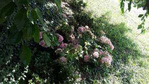 Photo de galerie - Planter des rosiers dans le jardin ???