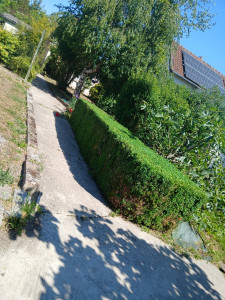 Photo de galerie - Taille de haies et d'arbustes