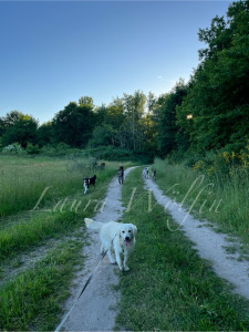 Photo de galerie - Garde chiens 