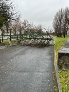 Photo de galerie - étêtage de sapin 