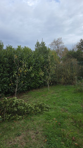 Photo de galerie - Rabatage de haies avant.