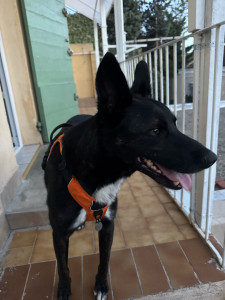 Photo de galerie - Garde chien