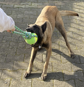 Photo de galerie - Une chienne tenace qui demande beaucoup de patience...