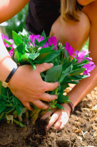 Photo de galerie - Plantation et désherbage 