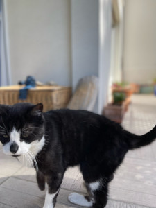 Photo de galerie - Garde animaux