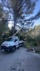 Photo de galerie - Élagage pins de 12m