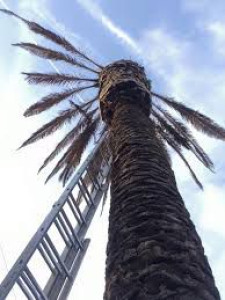 Photo de galerie - Elagage et coupe d'arbres