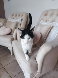 Photo de galerie - Garde chat