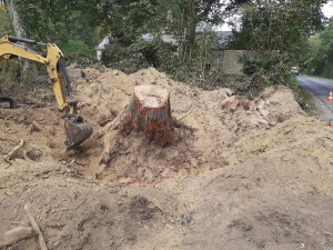 Photo de galerie - Elagage et coupe d'arbres