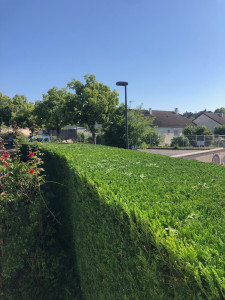 Photo de galerie - Taille de haie