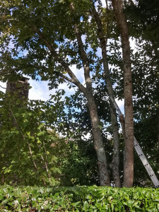 Photo de galerie - Elagage et coupe d'arbres