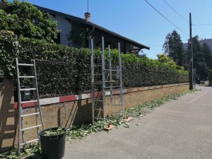 Photo de galerie - Taille de haie avec un échafaudage 