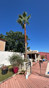 Photo de galerie - Taille et lissage de palmier 