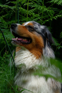 Photo de galerie - Balou est resté 1 semaine. Imposant mais très tranquille. J'ai pu immortaliser sa beauté à travers quelques clichés dans la forêt