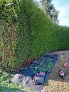 Photo de galerie - Taille de haie en cours ! 