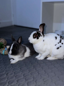 Photo de galerie - Brook&Belle les chefs de la maison ?