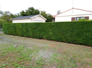 Photo de galerie - Taille de haies et d'arbustes